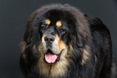 Güzel büyük Tibetli mastiff köpek
