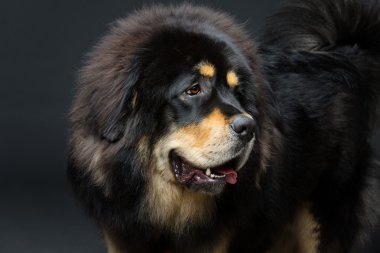Güzel büyük Tibetli mastiff köpek