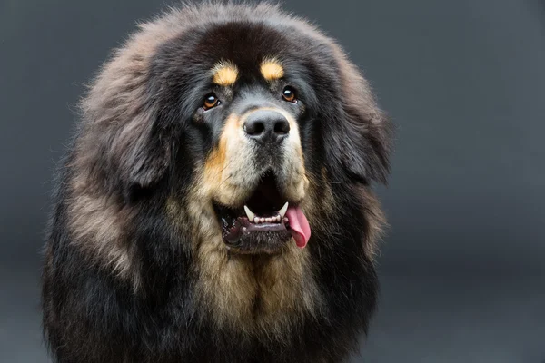 Vacker stor Tibetansk mastiff hund — Stockfoto