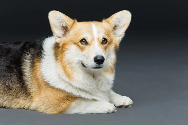 Gyönyörű welsh corgi kutya — Stock Fotó