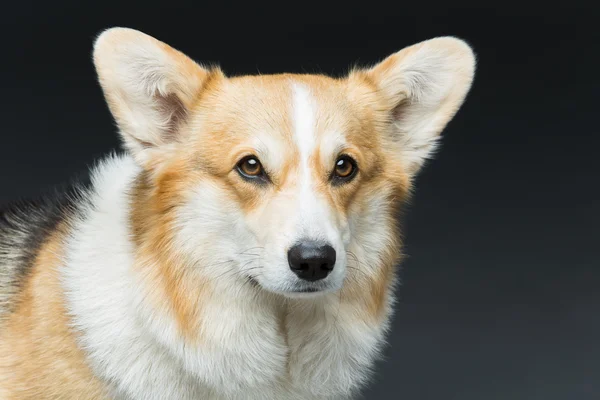 Prachtige welsh corgi honden — Stockfoto