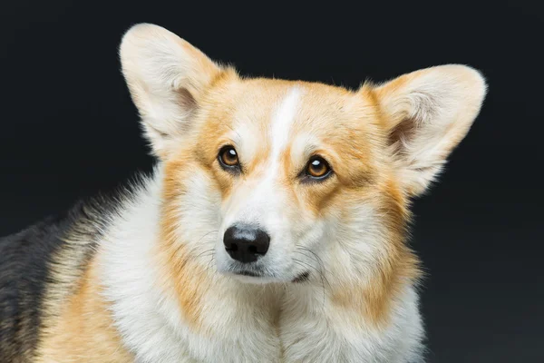 Όμορφη ουαλλέζικο corgi σκυλί — Φωτογραφία Αρχείου