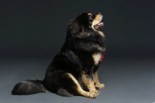 Piękne duże psy pies — Zdjęcie stockowe