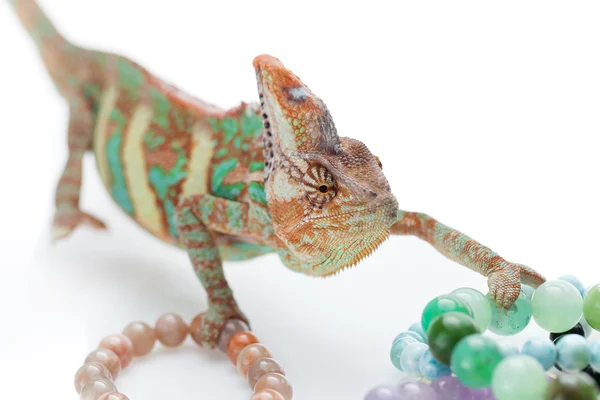 Krásný chameleon s přírodního kamene náramky — Stock fotografie