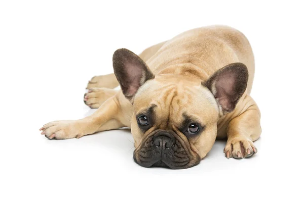 Bonito cão buldogue francês — Fotografia de Stock