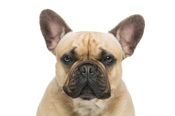 Beautiful french bulldog dog — Stock Photo, Image