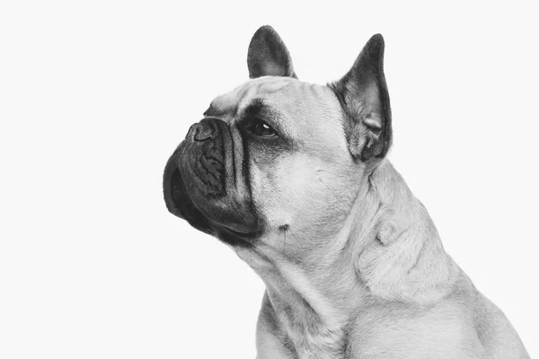 Güzel Fransız bulldog köpeği. — Stok fotoğraf