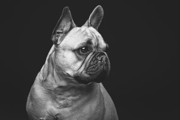 Hermoso bulldog francés — Foto de Stock