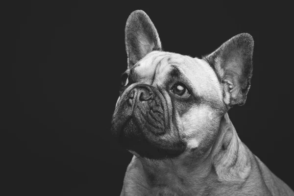 Güzel Fransız bulldog köpeği. — Stok fotoğraf