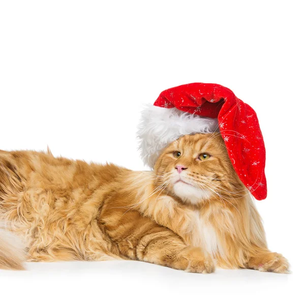 Velká zázvorová kočka na vánočním klobouku — Stock fotografie