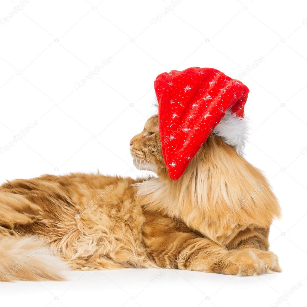 Gros Chat Roux Dans Le Chapeau De Noel Photographie Svetography C Gros Chat Roux Dans Le Chapeau De Noel Photographie Svetography C