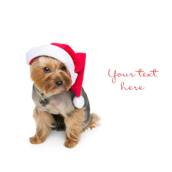 Yorkshire terrier perro en gorra de Navidad —  Fotos de Stock