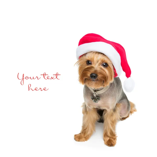 Yorkshire terrier perro en gorra de Navidad — Foto de Stock