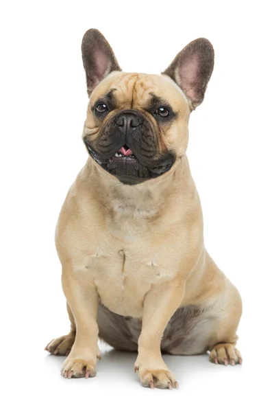 Hermoso bulldog francés — Foto de Stock