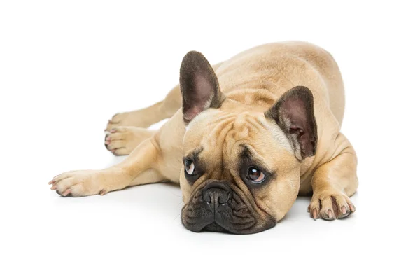 Gyönyörű francia bulldog — Stock Fotó
