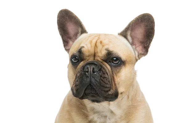 Beautiful french bulldog dog — Stock Photo, Image