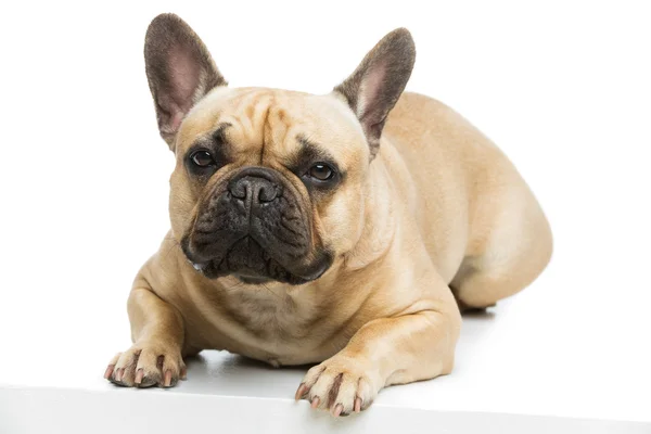 Gyönyörű francia bulldog — Stock Fotó