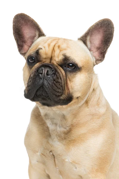 Hermoso bulldog francés — Foto de Stock