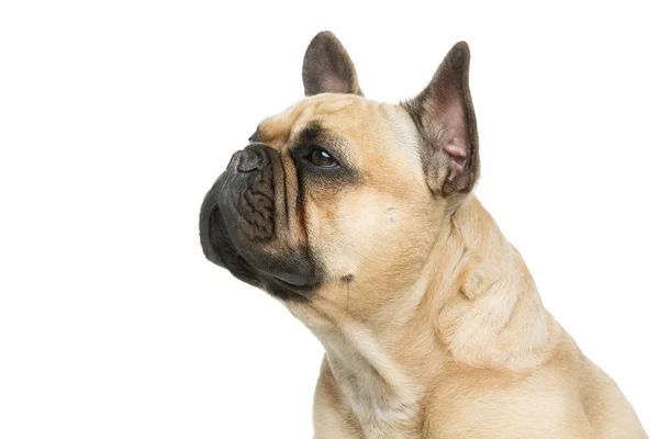 Beautiful french bulldog dog — Stock Photo, Image