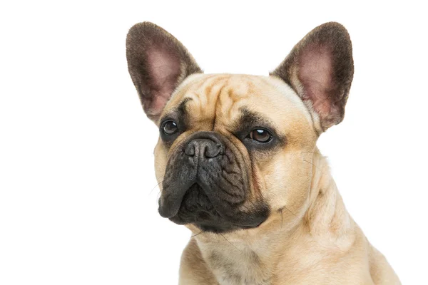 Beautiful french bulldog dog — Stock Photo, Image