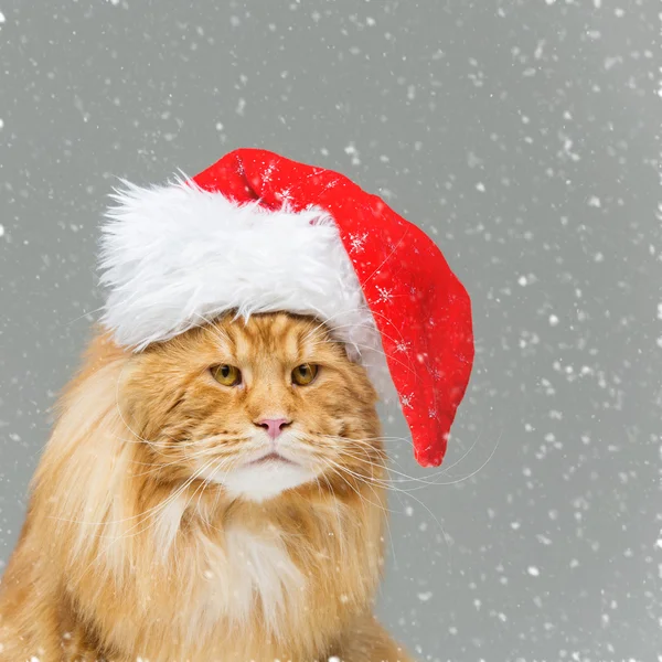 크리스마스 모자에 큰 생강 고양이 — 스톡 사진