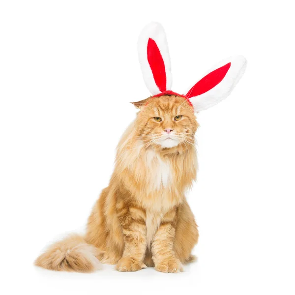 Velký kočičí Vánoce králičí uši hlava věnce — Stock fotografie