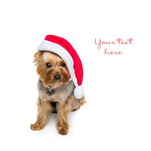 Yorkshire terrier perro en gorra de Navidad —  Fotos de Stock