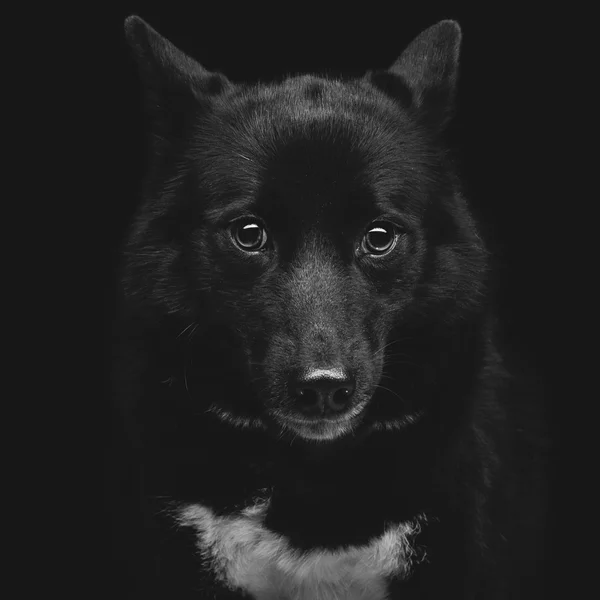 Black eskimo dog — Stock Photo, Image