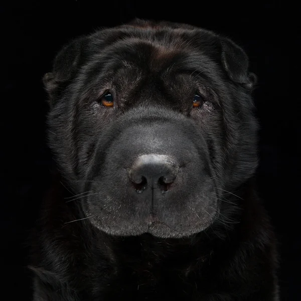 Shar pei preto — Fotografia de Stock