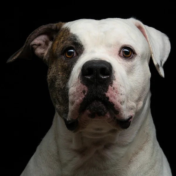 American bulldog over black background — Stock Photo, Image