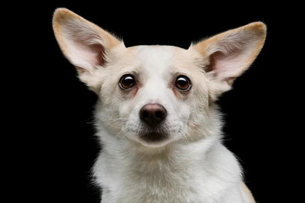 Metis perro sobre fondo negro —  Fotos de Stock