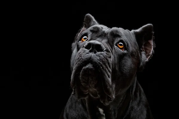 Cane corso σκυλί — Φωτογραφία Αρχείου