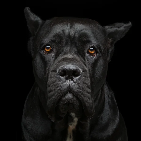 Cane corso cão — Fotografia de Stock