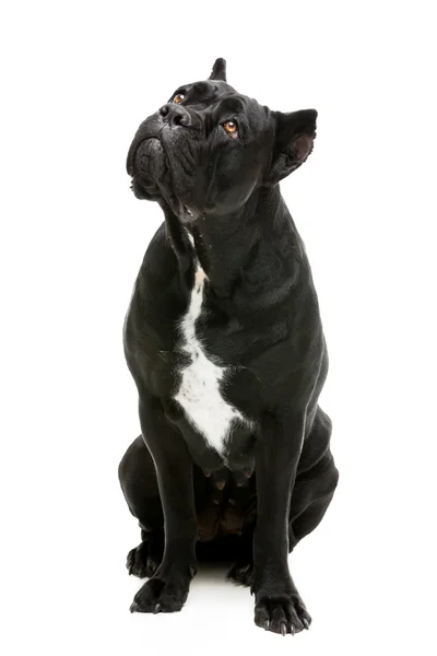 Cane corso dog — Stock Photo, Image