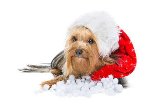 Hermoso yorkshire terrier en sombrero de Navidad — Foto de Stock