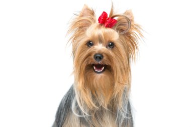 Güzel yorkshire terrier oturma