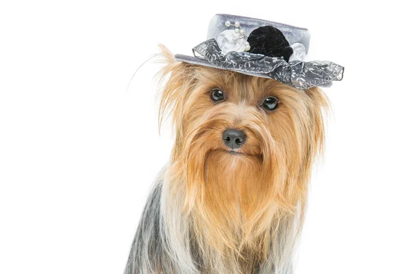 Bella yorkshire terrier in cappello fantasia — Foto Stock