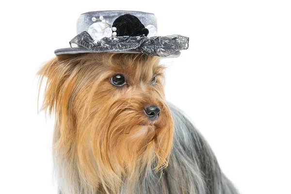 Bella yorkshire terrier in cappello fantasia — Foto Stock