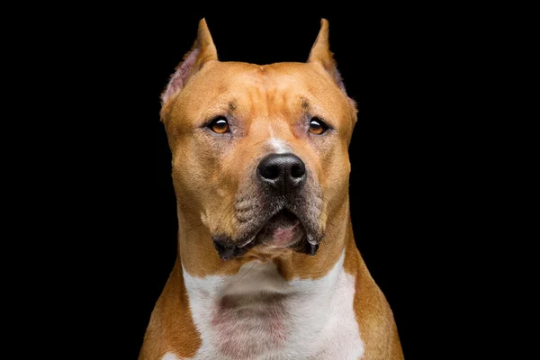 Staffordshire Bull Terrier — Stock fotografie