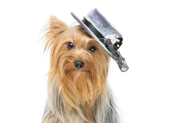 Beautiful yorkshire terrier in fancy hat — Stock Photo, Image