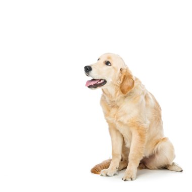 Genç beautiul golden retriever köpek