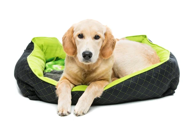 Genç beautiul golden retriever köpek