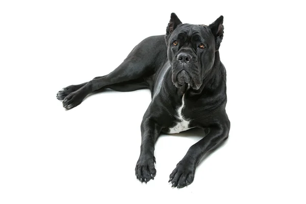 Corso trzciny piękny pies — Zdjęcie stockowe