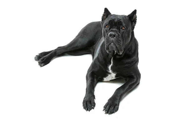 Gyönyörű cane corso kutya — Stock Fotó