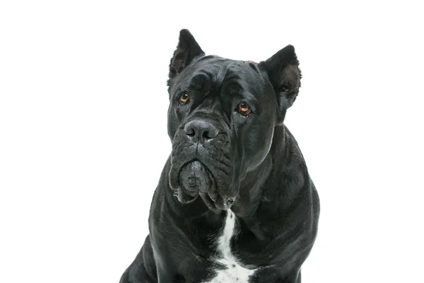 Güzel cane corso köpek — Stok fotoğraf