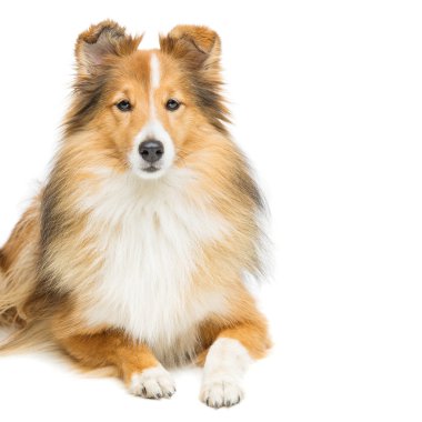Kahverengi sığınak köpek