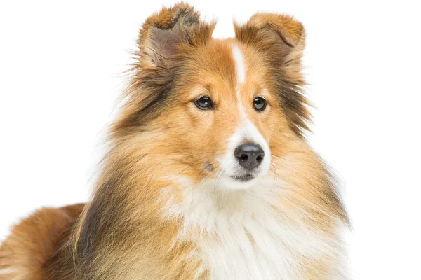 Pies brązowy sheltie — Zdjęcie stockowe