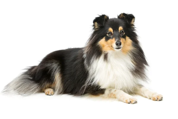 Tricolor sheltie cão — Fotografia de Stock