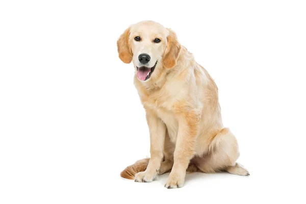 Jonge beautiul gouden retriever hond — Stockfoto