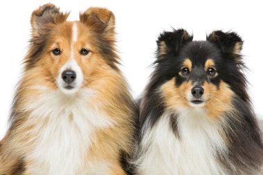 İki sığınak köpek